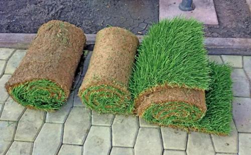 Газон рулонный состав. Что нужно для выращивания