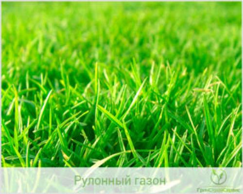 Состав рулонный газон. Травы для рулонного газона. 05 Состав рулонный газон. Травы для рулонного газона. 05