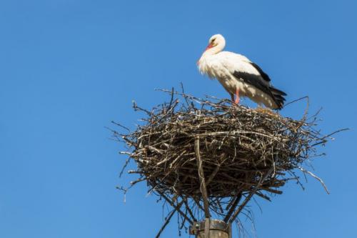 Как сделать гнездо для аиста своими руками из веток декоративное пошагово. Гнездо аиста — узнайте где строят гнезда аисты и как привлечь внимание молодого аиста к своему участку (115 фото + видео)