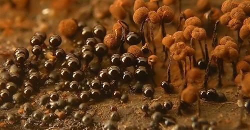 Плесень в углу комнаты, что делать. Что такое плесень и почему она появляется