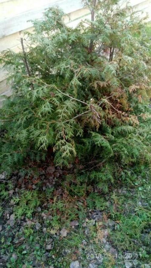 Стрижка туи кусторезом. Тестирование кустореза PALISAD. Обрезка туи