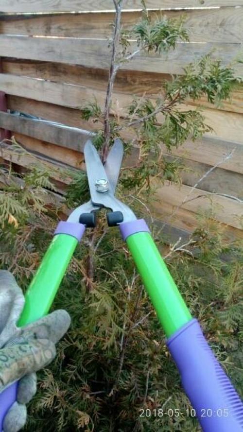 Стрижка туи кусторезом. Тестирование кустореза PALISAD. Обрезка туи