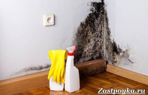 Плесень в квартире причины. Причины появления плесени