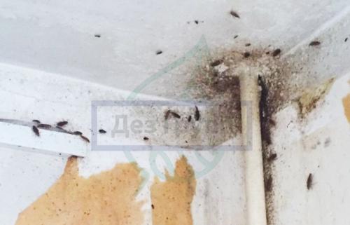 Причина появления плесени в ванной комнате. Последствия заражения патогенной флорой 18