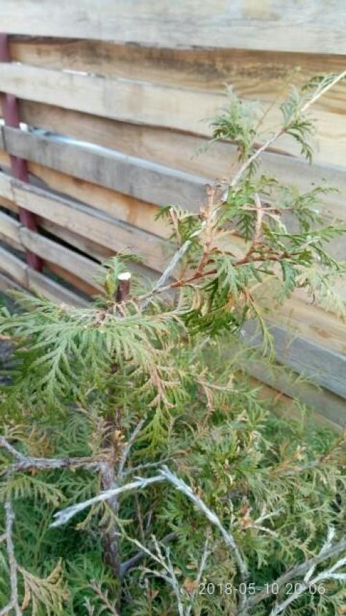 Стрижка туи кусторезом. Тестирование кустореза PALISAD. Обрезка туи