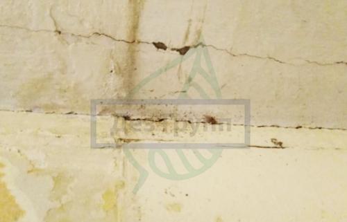 Причина появления плесени в ванной комнате. Последствия заражения патогенной флорой 17