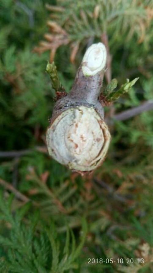 Стрижка туи кусторезом. Тестирование кустореза PALISAD. Обрезка туи