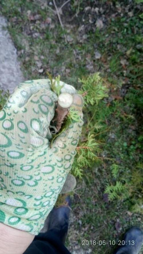 Стрижка туи кусторезом. Тестирование кустореза PALISAD. Обрезка туи