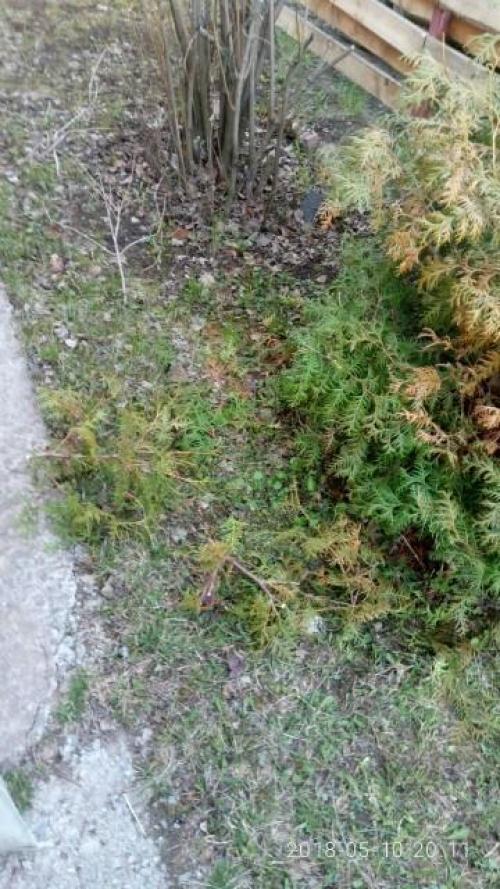 Стрижка туи кусторезом. Тестирование кустореза PALISAD. Обрезка туи