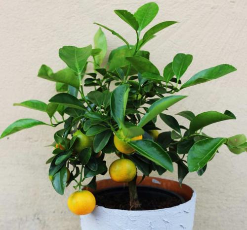 Каламондин (Цитрофортунелла)