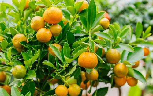 Каламондин (Цитрофортунелла)