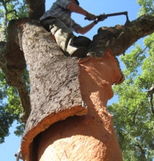 Белые пробковые обои для стен. Виды настенных покрытий из пробки 04