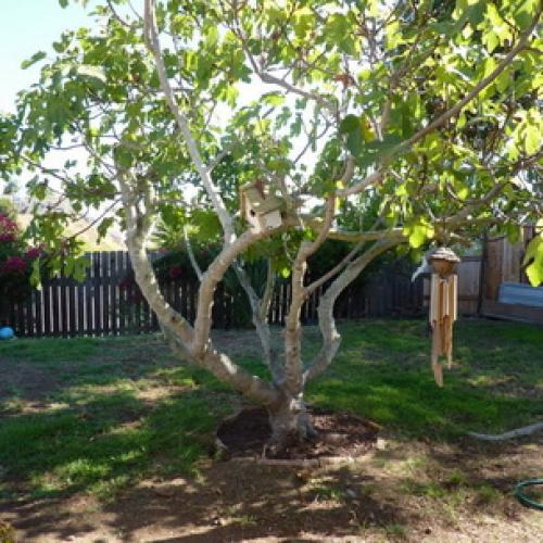 Гранатовое дерево в домашних условиях. Описание граната 04 Гранатовое дерево в домашних условиях. Описание граната 04