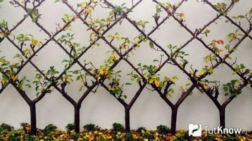 Дизайн дачного участка современные идеи. Стили дачного участка — подберите лучший стиль для своей дачи с примерами в этом обзоре (115 фото + видео) 32 Дизайн дачного участка современные идеи. Стили дачного участка — подберите лучший стиль для своей дачи с примерами в этом обзоре (115 фото + видео) 32