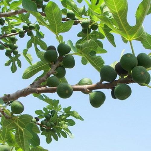 Гранатовое дерево в домашних условиях. Описание граната 03 Гранатовое дерево в домашних условиях. Описание граната 03