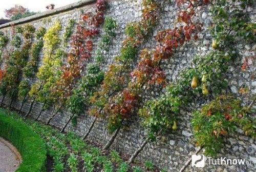 Дизайн дачного участка современные идеи. Стили дачного участка — подберите лучший стиль для своей дачи с примерами в этом обзоре (115 фото + видео) 29 Дизайн дачного участка современные идеи. Стили дачного участка — подберите лучший стиль для своей дачи с примерами в этом обзоре (115 фото + видео) 29