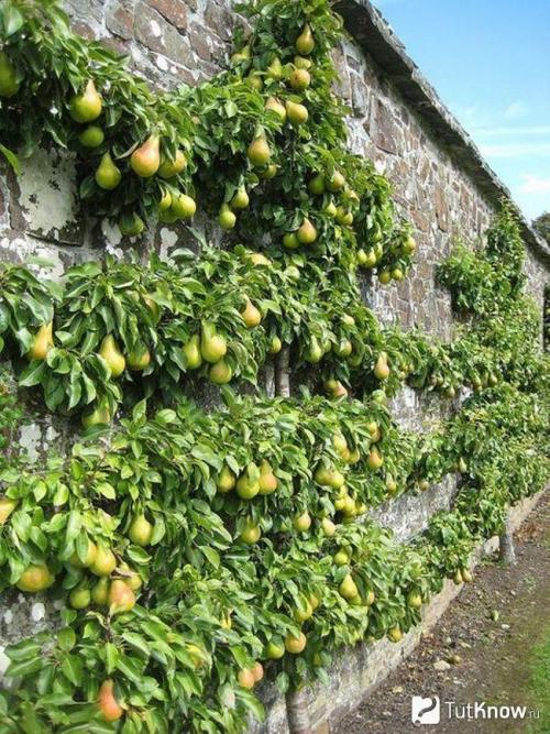 Дизайн дачного участка современные идеи. Стили дачного участка — подберите лучший стиль для своей дачи с примерами в этом обзоре (115 фото + видео) 30 Дизайн дачного участка современные идеи. Стили дачного участка — подберите лучший стиль для своей дачи с примерами в этом обзоре (115 фото + видео) 30