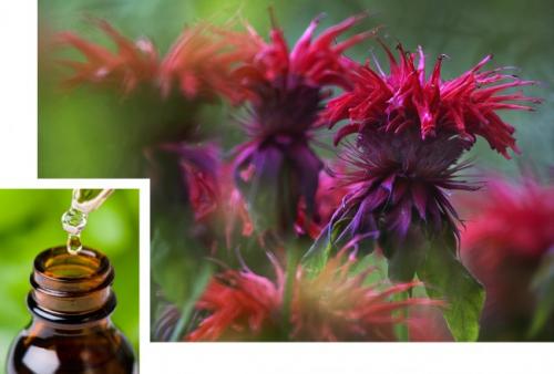 Как удалить грибок и плесень на стенах навсегда самостоятельно. Народные и профессиональные методы борьбы с плесенью на стенах