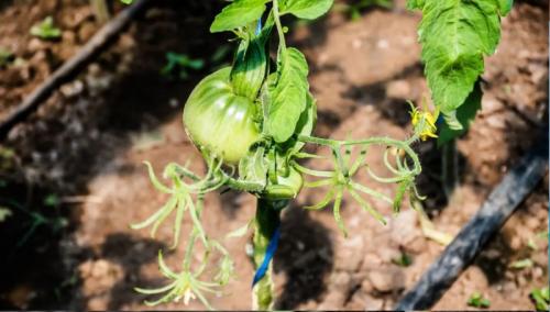 Какие способы снижения потребления воды наиболее эффективны. Способы сокращения потребления воды в саду