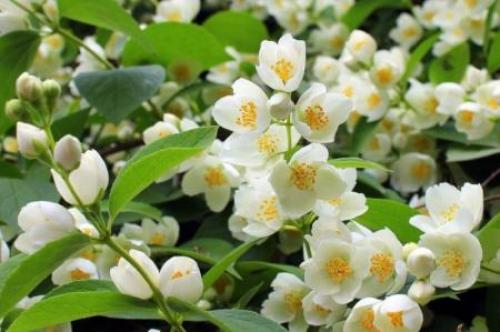 Украшения для улицы своими руками. 90 идей украшений для сада своими руками (фото)