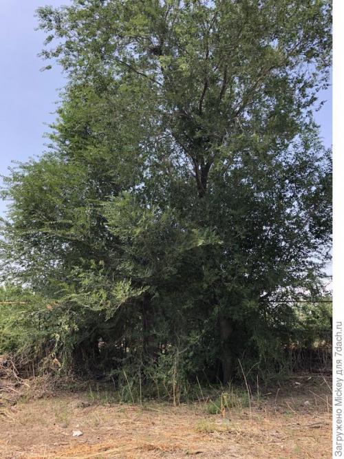 Какие основные принципы планировки участка 16 соток. Как грамотно распланировать узкий участок шириной 16 м, длиной 118 м?