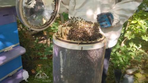 Вывод маток в пластиковых бутылках. Преимущества разведения пчел в пластиковых бутылках