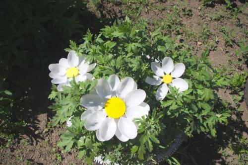 Поделки из 5 литровых бутылок для сада. Поделки из пластиковых бутылок: красивые украшения сада и варианты использования пластика (75 фото + видео)