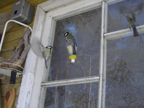 Кормушка из 5-литровой бутылки. Делаем кормушки для птиц из пластиковых бутылок: фото и видео