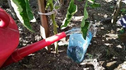 Способы применения 5-литровых пластиковых бутылок на даче. 8 нестандартных идей использования 5-литровых пластиковых бутылок на даче 23