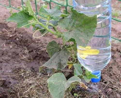 Способы применения 5-литровых пластиковых бутылок на даче. 8 нестандартных идей использования 5-литровых пластиковых бутылок на даче 27