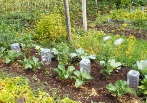 Способы применения 5-литровых пластиковых бутылок на даче. 8 нестандартных идей использования 5-литровых пластиковых бутылок на даче 24