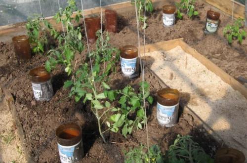 Как сделать полив из пластиковой бутылки. Плюсы и минусы полива с помощью бутылок