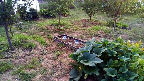 Капельный полив из бутылки 5 литров. Изготовление и регулировка капельного полива