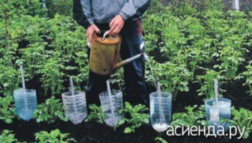 Капельный полив из бутылок для клубники. Как устроить капельный полив из пластиковых бутылок Существует множество конструкций для автоорошения, подразумевающих покупку шлангов и других приспособлений. Рассмотрим экономичный вариант, доступный каждому. Используя пластиковые бутылки можно обеспечить направленное поступление влаги на несколько дней. Аналогично можно использовать стеклянную тару, полиэтиленовые мешочки. Рассмотрим несколько видов бесперебойного орошения.