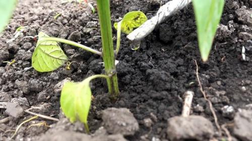 Капельный полив из бутылки и капельницы. Процесс изготовления и установки капельного полива