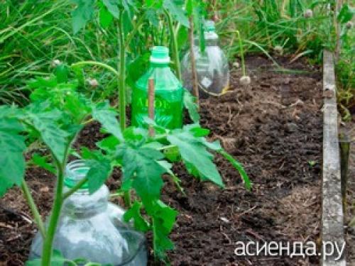 Капельный полив из бутылок для клубники. Как устроить капельный полив из пластиковых бутылок Существует множество конструкций для автоорошения, подразумевающих покупку шлангов и других приспособлений. Рассмотрим экономичный вариант, доступный каждому. Используя пластиковые бутылки можно обеспечить направленное поступление влаги на несколько дней. Аналогично можно использовать стеклянную тару, полиэтиленовые мешочки. Рассмотрим несколько видов бесперебойного орошения.