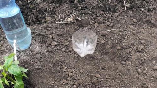 Капельный полив из бутылки и капельницы. Процесс изготовления и установки капельного полива