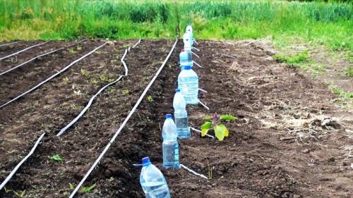 Капельный полив из бутылки и капельницы. Процесс изготовления и установки капельного полива