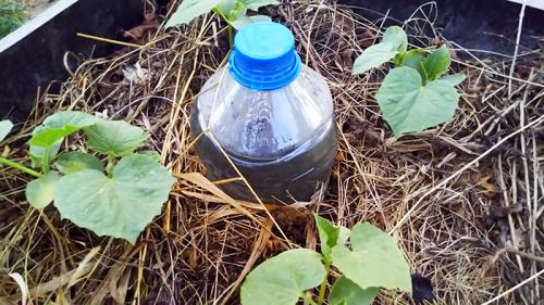 Капельный полив из бутылки 5 литров. Изготовление и регулировка капельного полива