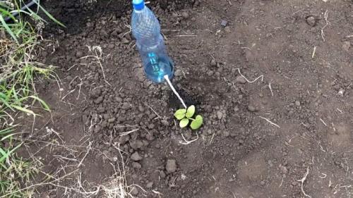 Капельный полив из бутылки и капельницы. Процесс изготовления и установки капельного полива