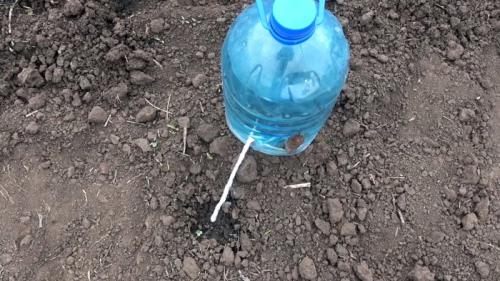 Капельный полив из бутылки и капельницы. Процесс изготовления и установки капельного полива