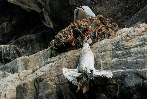 Влияет ли сохранение пластиковых бутылок на сокращение мусора. Тройной кризис