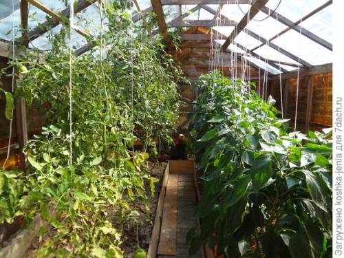 Как сделать самодельный мини-парник из пластиковых бутылок. Теплица своими руками из пластиковых бутылок