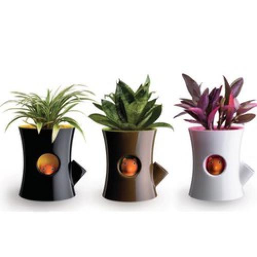 Какие шаги необходимы для создания самополивающегося горшка. Диковинка комнатного цветоводства, или самополивающийся горшок