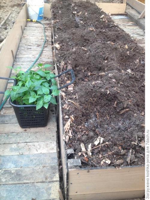 Как сделать самодельный мини-парник из пластиковых бутылок. Теплица своими руками из пластиковых бутылок