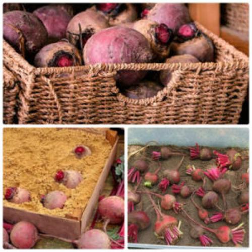 Как хранить овощи в погребе?