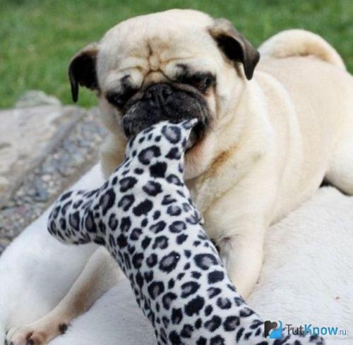 36 ЛАЙФХАКОВ с пластиковыми бутылками: как превратить мусор в полезные вещи 26 36 ЛАЙФХАКОВ с пластиковыми бутылками: как превратить мусор в полезные вещи 26