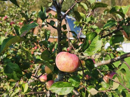 Эффективные способы хранения картошки на балконе зимой. Подготовка картофеля к зимовке 01