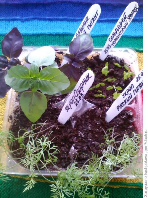 Как использовать пластиковые бутылки для хранения семян. Второй секретик на пять копеек: использование пластиковой упаковки на даче