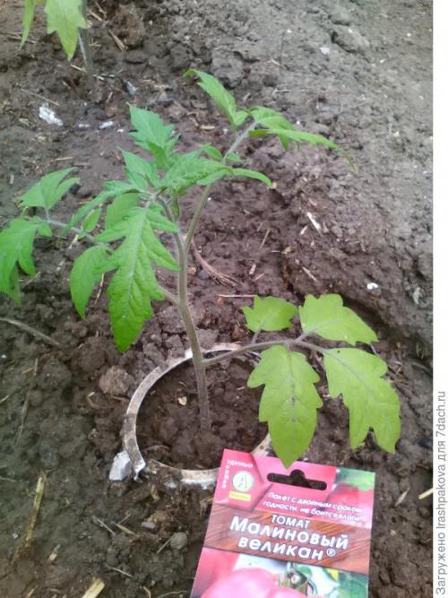 Как использовать пластиковые бутылки для хранения семян. Второй секретик на пять копеек: использование пластиковой упаковки на даче